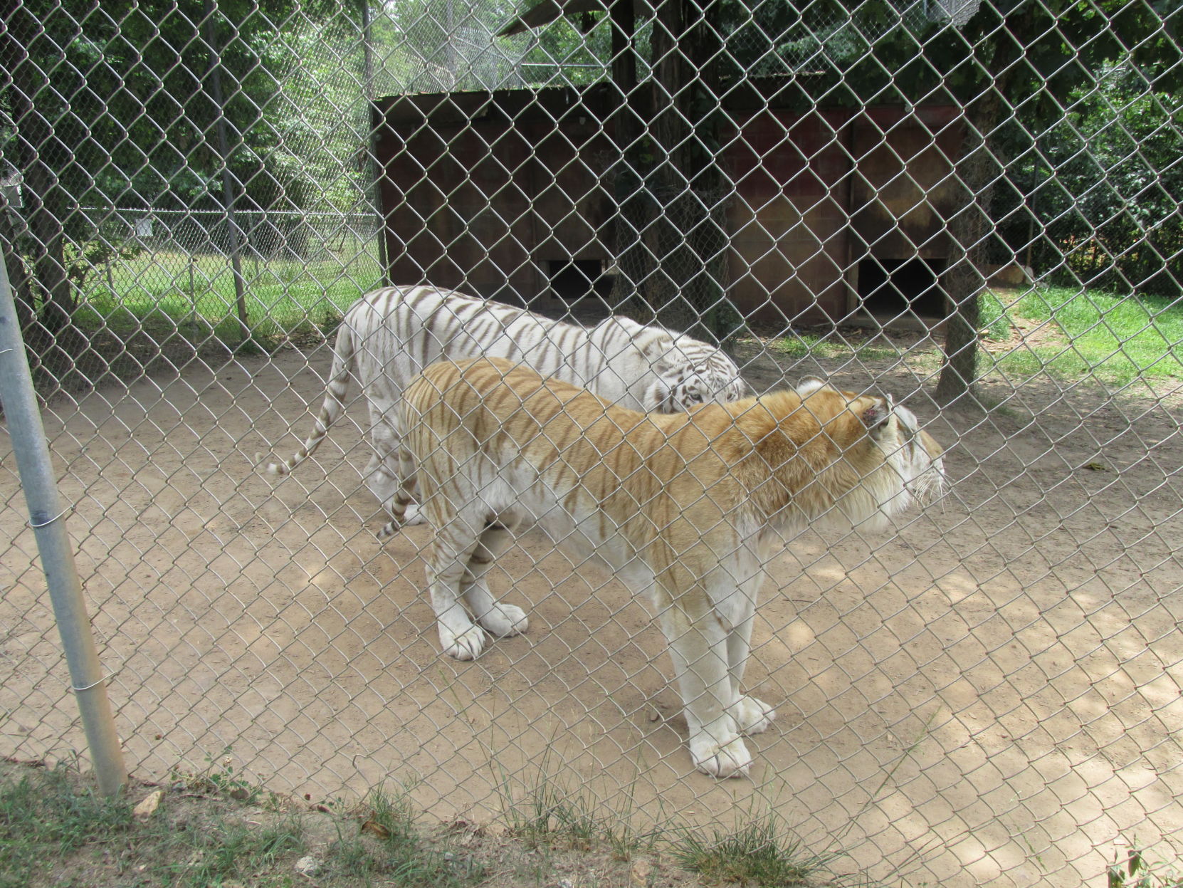 Zootastic (36).JPG